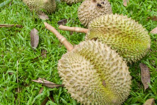 榴莲剥开是放常温还是冷藏 剥开的榴莲放冷藏可以吗