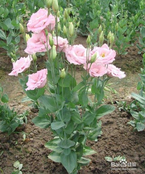 洋桔梗8月种植可以吗 洋桔梗冬天会冻死吗