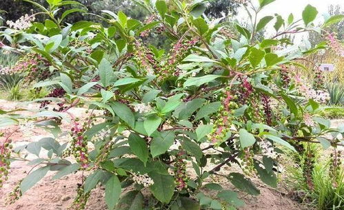 泽漆怎么吃才不会中毒 泽漆煎煮多长时间无毒