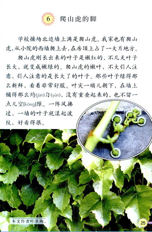 爬山虎课文原文 《爬山虎的脚》课文图片