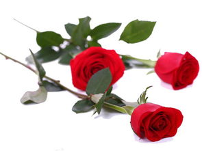 玖玫瑰花的功效与作用 三种人坚决不能吃玫瑰花