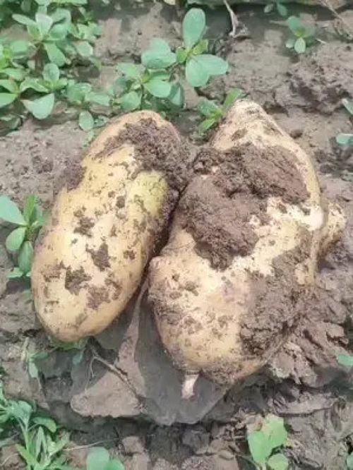 甘肃土豆几月份成熟 定西的土豆几月份开始挖