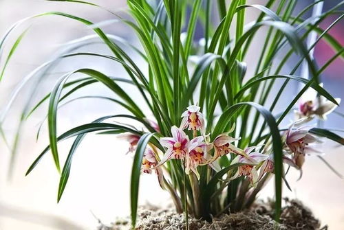 用一句话赞美兰花 赞美夏兰的句子