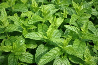 留兰香的副作用 留兰香为什么叫假薄荷