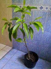 白兰花刚买来怎么上盆 新买的白兰花怎样缓苗