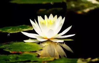 睡莲的人生感悟 睡莲最有禅意的句子