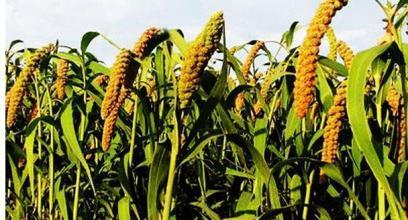 稻,黍,稷,麦,菽怎么读 稻黍稷麦菽分别代表什么