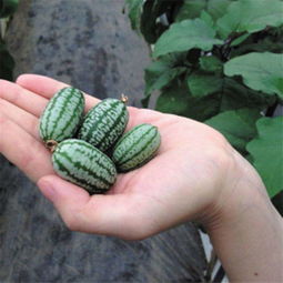 结了小西瓜后该怎么养护 西瓜什么时候掐头最好