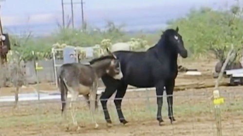 羊是怎样交匹配的 毛驴是怎样配大红马的