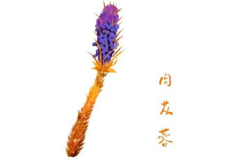 肉苁蓉的十大功效 女人吃苁蓉有什么功效