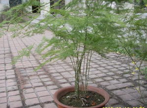 芦笋长得像文竹要剪掉吗 芦笋长成文竹怎么处理