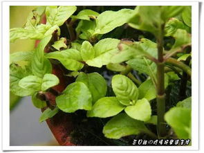 茴香长什么样子 大茴香图片