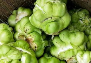 荷兰豆一般亩产多少斤 荷兰豆8月份种几月收获