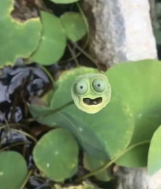 莲蓬朋友圈配文简短 莲蓬惊艳一句话文案