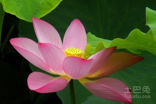 莲花的寓意和象征意义 莲花最有禅意的句子