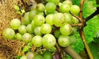葡萄炭疽病是怎么引起的 炭疽病最怕三种东西