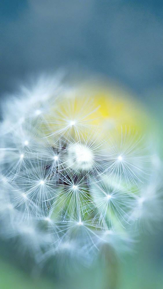 蒲公英的含义是什么 蒲公英是表白还是分手