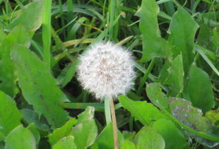 蒲公英根十大最佳搭配 蒲公英的三个最佳搭配