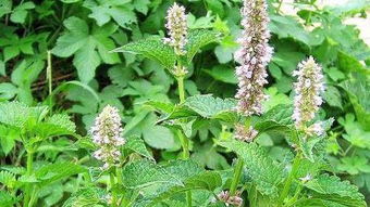 藿香对女性有什么危害 藿香对人体的副作用