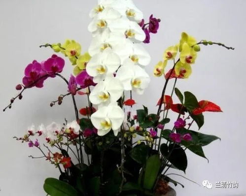 蝴蝶兰的寓意 家里千万不能养蝴蝶兰花
