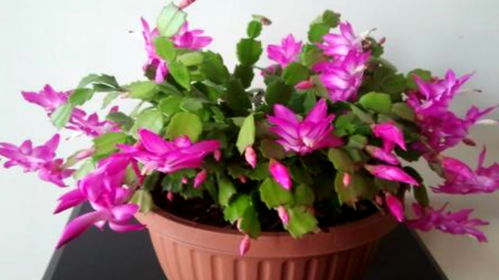 蟹爪兰8月份怎么养 立秋后蟹爪兰怎么养