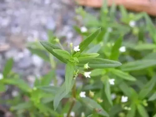 蛇舌草会不会太寒 蛇舌草性寒还是性热