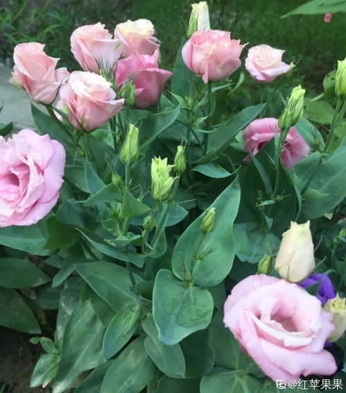 适合秋季种的花植物 秋天开花的花10种花