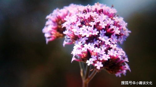 野蔷薇代表什么女人 野蔷薇的寓意和象征人生感悟