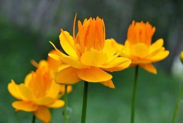 金莲花对肝脏的功效与作用 金莲花的不适宜人群