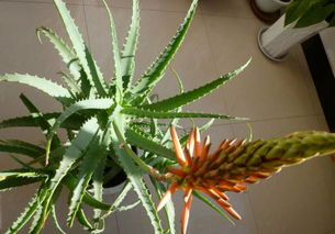 金钱树开花代表什么好兆头 金钱树突然开花预兆