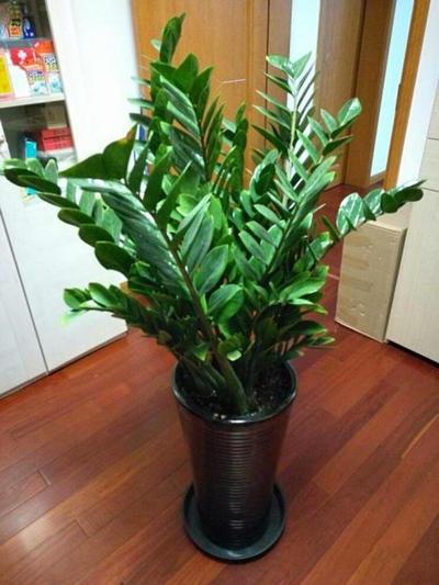 金钱树什么属相最旺 金钱树三种人不能养