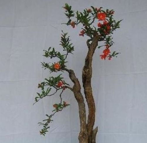 铁树七月份可以移栽吗 母体上的小铁树几月移植