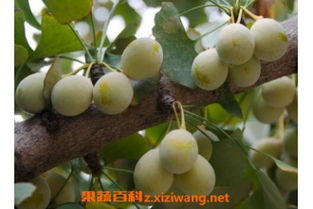 银杏果的吃法 白果怎么吃壮阳