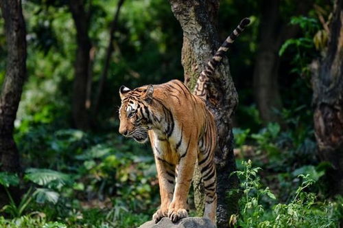 雄狮能打得过东北虎吗 唯一打败东北虎的狮子
