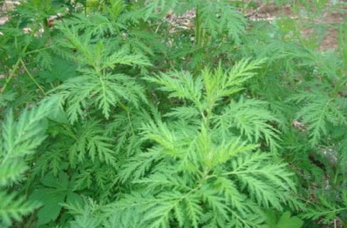 青蒿泡水喝的正确方法 青蒿晒干可以直接泡茶吗