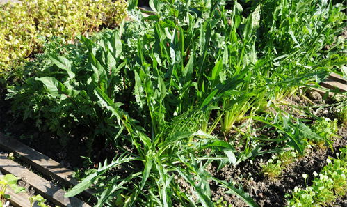 香茅的最佳搭配 香茅泡脚的功效和禁忌