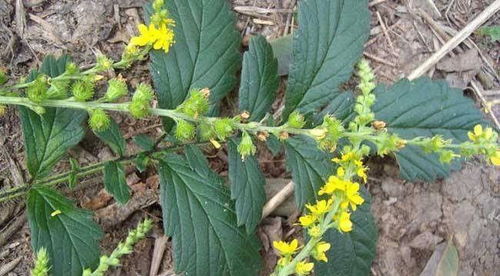 鱼腥草到底多可怕 鱼腥草能治甲状腺结节吗