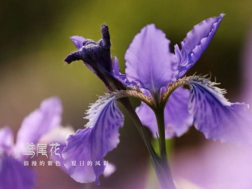 鸢尾花浪漫文案 鸢尾花经典语录