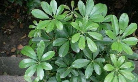 鸭掌木摆放最佳位置风水 鸭掌木放哪里招财