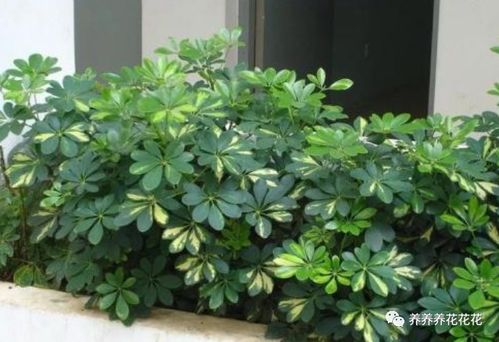 鸭掌木对人身体的危害 鸭脚木的毒性与危害