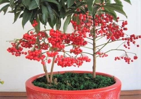 黄金万两植物有毒 黄金万两寿命多长