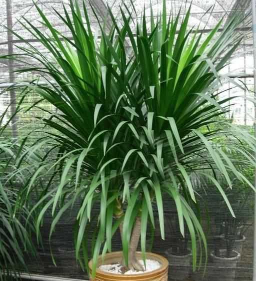 龙血树为什么一盆三棵 家里千万别养龙血树