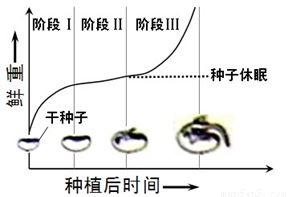 大豆种子萌发过程 大豆种子如何萌发