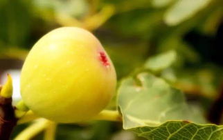 无花果比喻爱情 无花果代表爱情含义