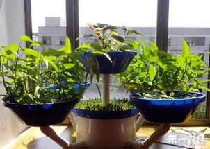 烟灰可以直接放花盆里吗 烟灰水可以浇哪几种花