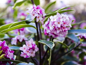 瑞香花为什么叫山梦 蝴蝶花为什么叫琼