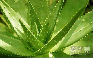 自己种的芦荟可以涂脸吗 用新鲜芦荟敷脸的方法