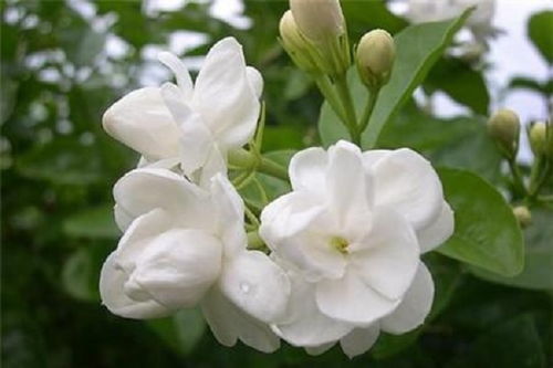 茉莉花语你是我的 不可以乱送茉莉花