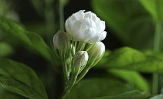 茉莉花花期是几月 为什么茉莉花味招鬼