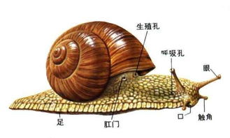 蜗牛饿了有什么反应 蜗牛怎么喂水